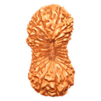 25 Mukhi Rudraksha